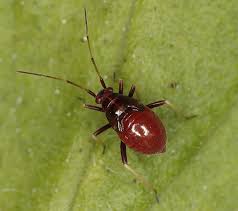 Attēlu rezultāti vaicājumam “Grypocoris sexguttatus”