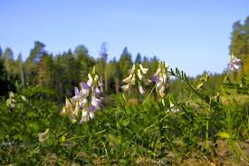Attēlu rezultāti vaicājumam “Vicia sylvatica flower”