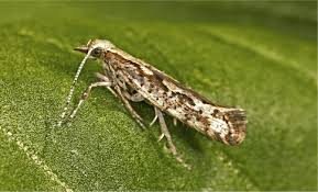 Attēlu rezultāti vaicājumam “Plutellidae”