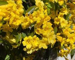 Attēlu rezultāti vaicājumam “Lycogala botrydium sessile”