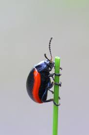 Attēlu rezultāti vaicājumam “Chrysolina sanguinolenta”