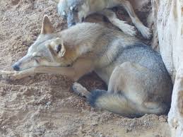 Image result for canis lupus arabs