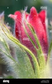 Attēlu rezultāti vaicājumam “Pulsatilla pratensis bud”
