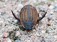 Attēlu rezultāti vaicājumam “Acilius sulcatus female”