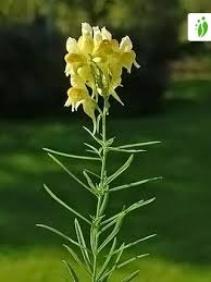 Image result for Linaria vulgaris