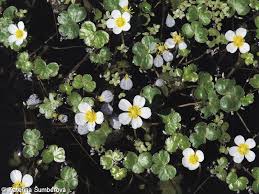 Attēlu rezultāti vaicājumam “Batrachium circinatum leaf”