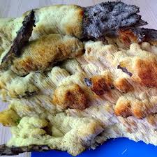 Attēlu rezultāti vaicājumam “Sarcodontia crocea”