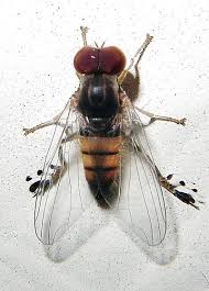 Attēlu rezultāti vaicājumam “Platypezidae”