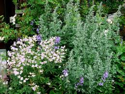 Image result for Geranium `Summer Skies`