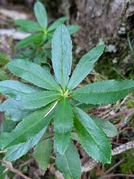 Attēlu rezultāti vaicājumam “Chimaphila umbellata leaf”