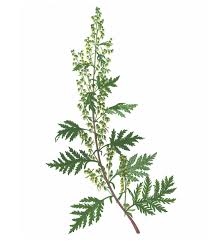 Image result for Artemisia gmelinii
