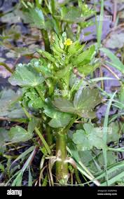 Attēlu rezultāti vaicājumam “Ranunculus sceleratus leaf”