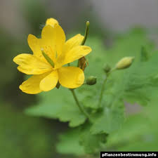Attēlu rezultāti vaicājumam “Chelidonium majus flower”
