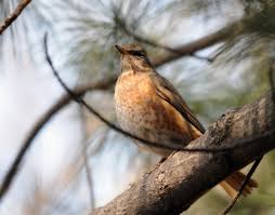 Image result for Turdus naumanni
