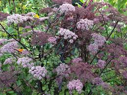 Attēlu rezultāti vaicājumam “Angelica sylvestris”