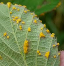 Attēlu rezultāti vaicājumam “Phragmidium sp.”