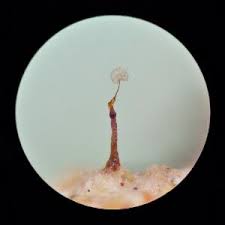 Attēlu rezultāti vaicājumam “Clastoderma debaryanum macro”