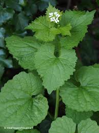 Image result for Alliaria petiolata