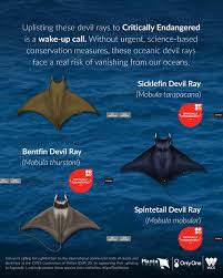 Image result for Mobula thurstoni