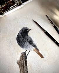 Attēlu rezultāti vaicājumam “Phoenicurus ochruros”