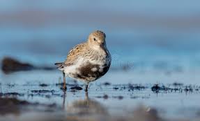 Attēlu rezultāti vaicājumam “Calidris alpina adult”