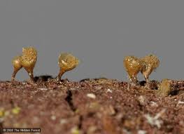 Attēlu rezultāti vaicājumam “Comatricha fragilis spores”