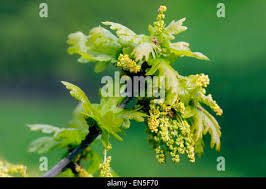 Attēlu rezultāti vaicājumam “Quercus robur male flower”
