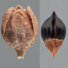 Attēlu rezultāti vaicājumam “Persicaria lapathifolia fruit”