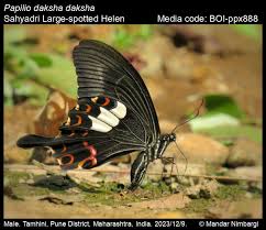 Attēlu rezultāti vaicājumam “Hoplia parvula imago”