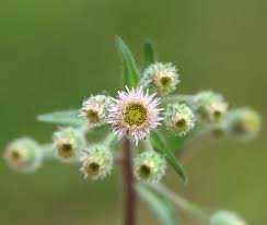 Attēlu rezultāti vaicājumam “Erigeron acris flower”