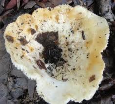 Attēlu rezultāti vaicājumam “Lactarius lygniotus”