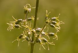 Attēlu rezultāti vaicājumam “Silene tatarica bud”