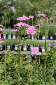 Image result for Scabiosa columbaria