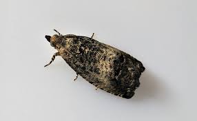 Attēlu rezultāti vaicājumam “Cydia splendana”