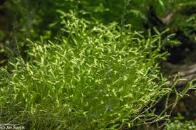 Attēlu rezultāti vaicājumam “Riccia rhenana”