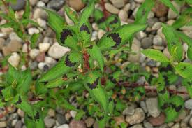 Attēlu rezultāti vaicājumam “Persicaria lapathifolia fruit”