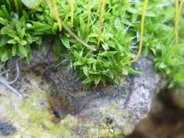 Attēlu rezultāti vaicājumam “Barbula convoluta”