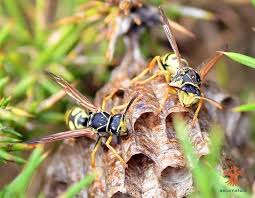 Attēlu rezultāti vaicājumam “Polistes nimpha”