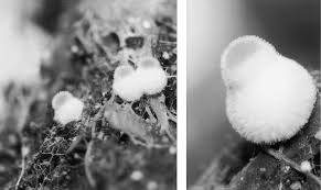 Attēlu rezultāti vaicājumam “Clastoderma debaryanum macro”