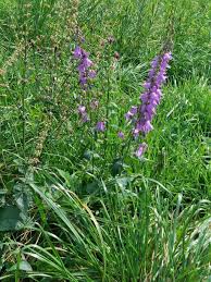 Attēlu rezultāti vaicājumam “Campanula rapunculoides”