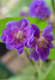 Attēlu rezultāti vaicājumam “Geranium pratense leaf”