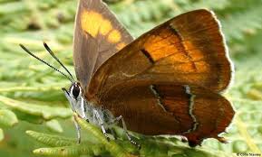 Attēlu rezultāti vaicājumam “Thecla betulae underside”