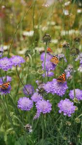 Image result for Scabiosa col.`Butterfly Blue`