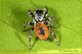 Attēlu rezultāti vaicājumam “Xanthogramma sp.”