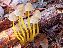 Attēlu rezultāti vaicājumam “Mycena epipterygia”