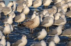 Image result for Wigan Seagulls