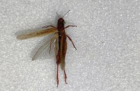 Attēlu rezultāti vaicājumam “Orthoptera”