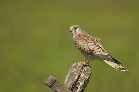 Attēlu rezultāti vaicājumam “Falco tinnunculus adult”