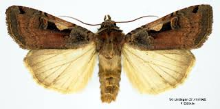 Attēlu rezultāti vaicājumam “Xestia c-nigrum”