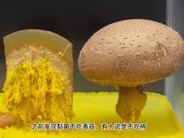 Attēlu rezultāti vaicājumam “Dictydiaethalium plumbeum spores”